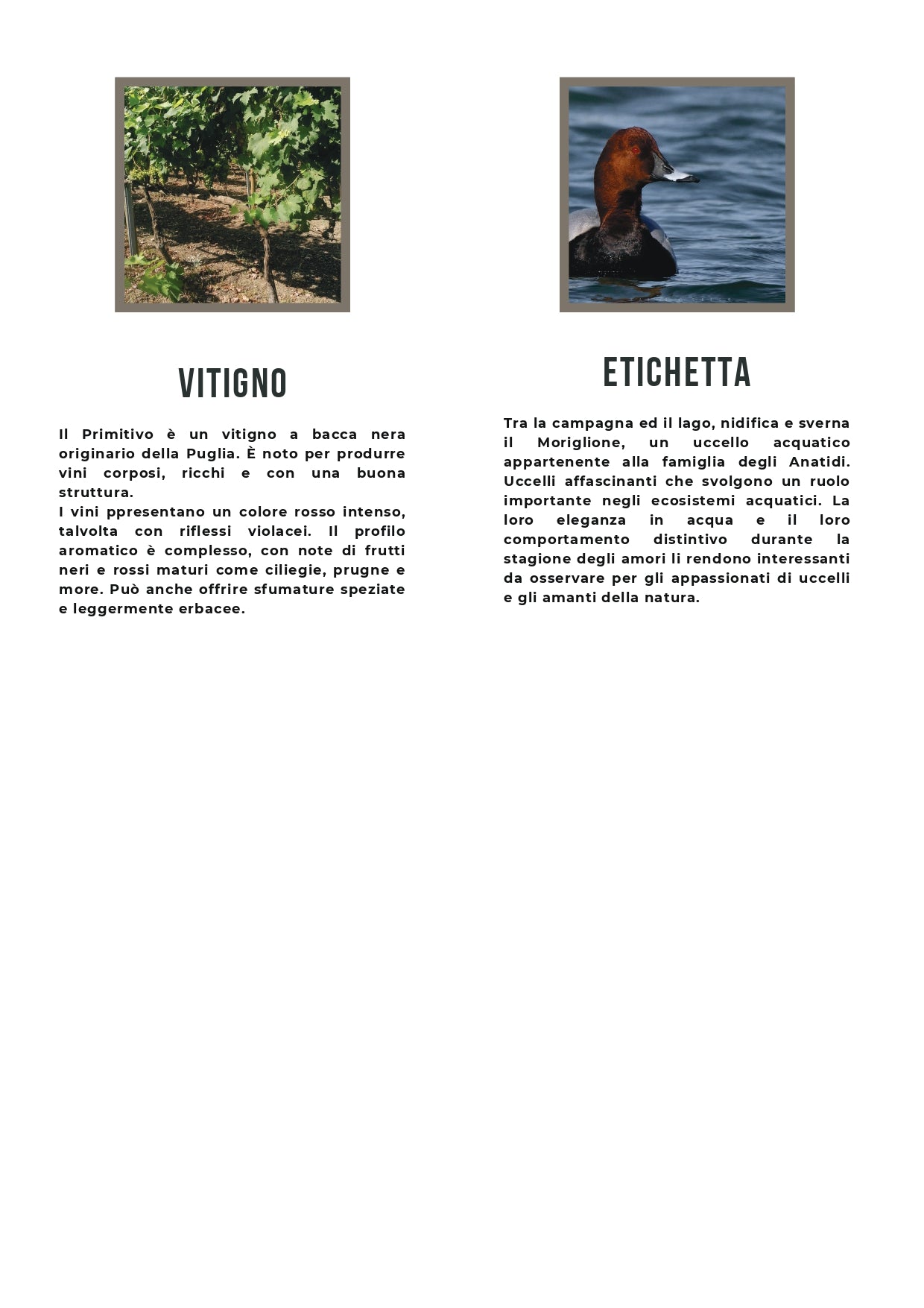 MORIGLIONE - PRIMITIVO SALENTO BIO IGT - 75CL - TENUTE LU SPADA